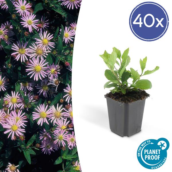 Aster ageratoides 'Asran' - ↕10-25cm - Ø9cm