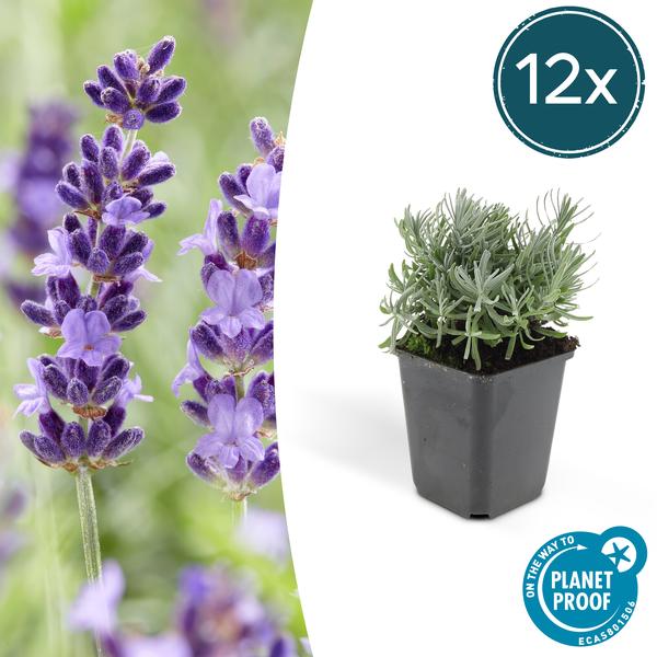 Lavandula 'Hidcote' - ↕10-25cm - Ø9cm