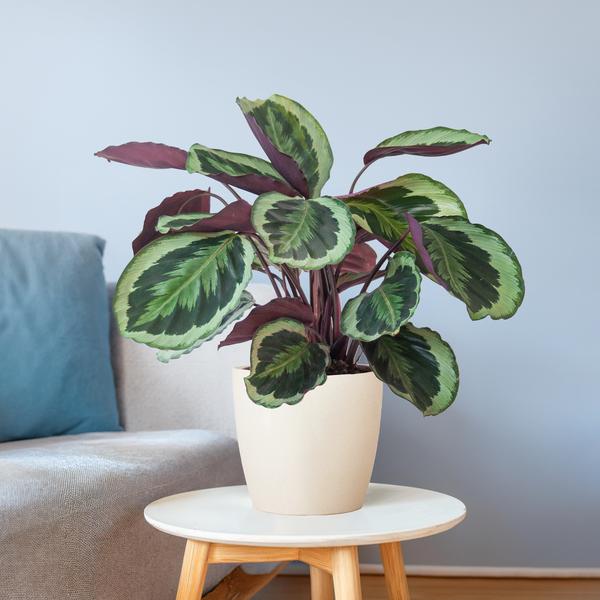 Calathea Medaillon met pot/mand