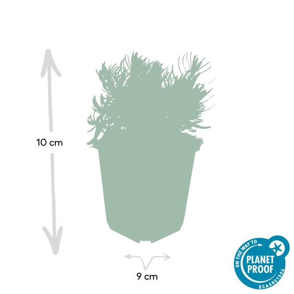 Lavandula 'Hidcote' - ↕10-25cm - Ø9cm