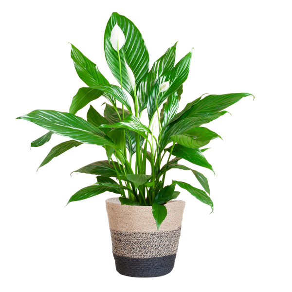 Spathiphyllum met Viber wit - 80cm - Ø21