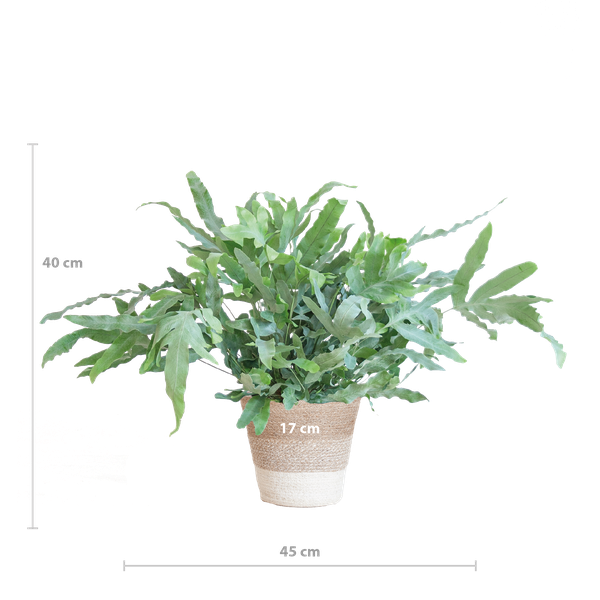 Phlebodium Aureum 'Blue Star' met Mand - 40cm - Ø17