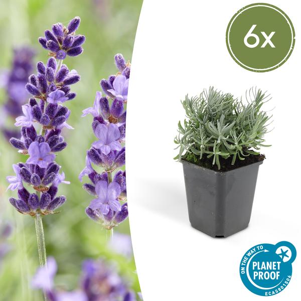 Lavandula 'Hidcote' - ↕10-25cm - Ø9cm