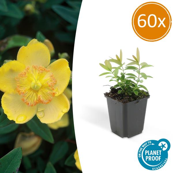 Hypericum calycinum - ↕10-25cm - Ø9cm