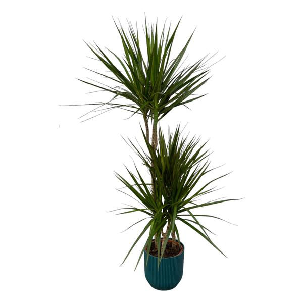 Dracaena Marginata - ↨120cm - Ø21cm inclusief elho Greenville Round groen D24xH23