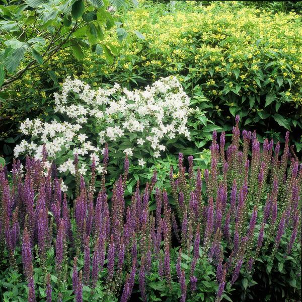 Salvia nem. 'Ostfriesland' - ↕10-25cm - Ø9cm