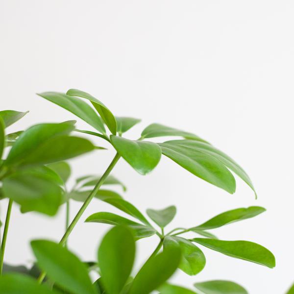 Schefflera Arab Nora met pot/mand - 70cm - Ø21