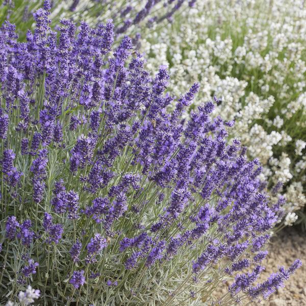 Lavandula 'Hidcote' - ↕10-25cm - Ø9cm
