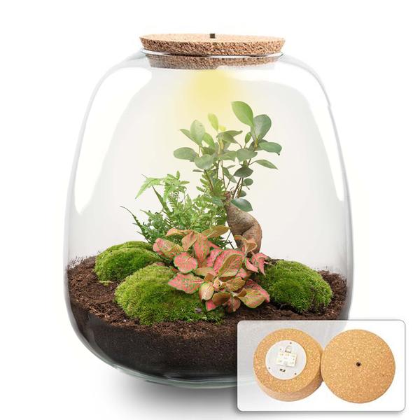 Plant terrarium - Emma - DIY kit - ↑ 25 cm - Ø 23 cm - Hedera Red + LED