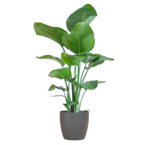 Strelitzia Nicolai met Mand/pot