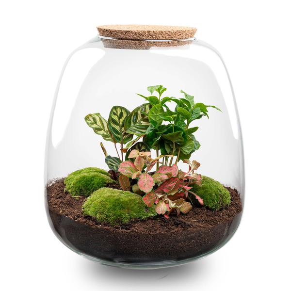 Plant terrarium - Emma - DIY kit - ↑ 25 cm - Ø 23 cm - Hedera Red + LED