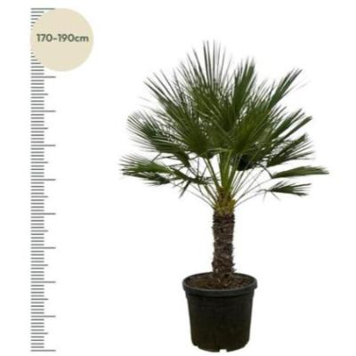 Chamaerops Humilis op stam - 150 cm - Ø45cm