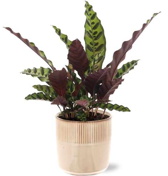 Calathea Insignis - Ø12cm - ↕50cm + Terni Pot D13,5x13cm - Roze