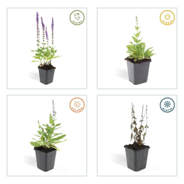 Salvia nem. 'Ostfriesland' - ↕10-25cm - Ø9cm