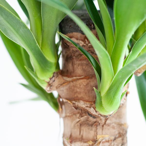Dracaena Janet Lindt met Pot/mand