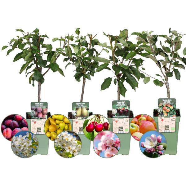 set van 4 Biologische Fruitbomen - Appel, Peer, Kers en Pruim - 4 x Ø 20 cm - ↨ 60 cm