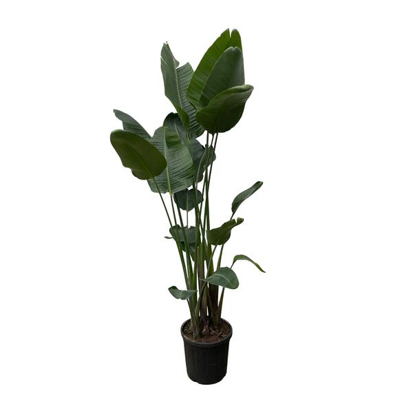 Strelitzia Nicolai XXL - 210 cm - ø27