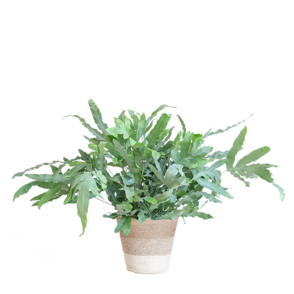 Phlebodium Aureum 'Blue Star' met Mand - 40cm - Ø17