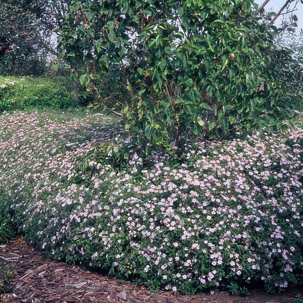 Aster ageratoides 'Asran' - ↕10-25cm - Ø9cm