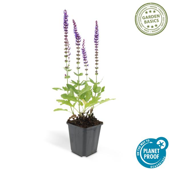 Salvia nem. 'Ostfriesland' - ↕10-25cm - Ø9cm