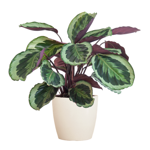 Calathea Medaillon met pot/mand