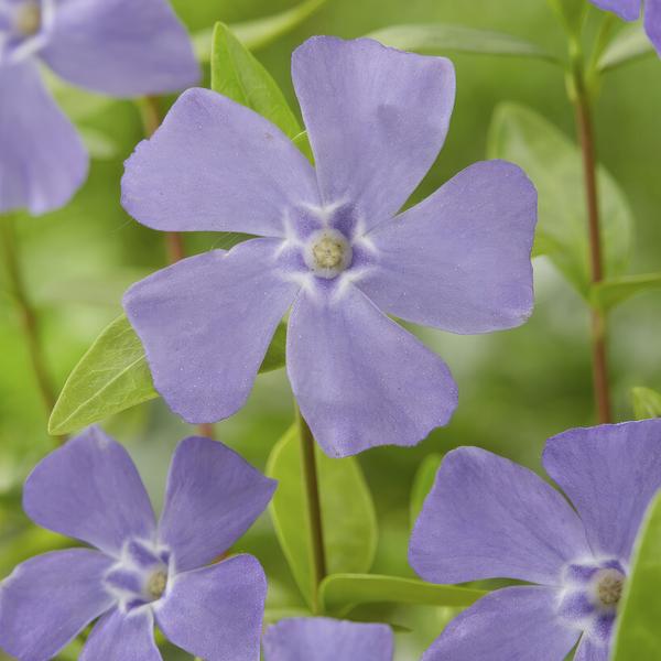 Vinca minor - ↕10-25cm - Ø9cm