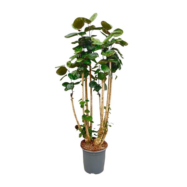 Polysicas Fabian XXL - 160 cm - ⌀30