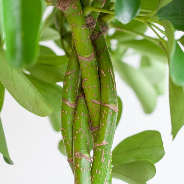 Schefflera Arab Nora met pot/mand - 70cm - Ø21
