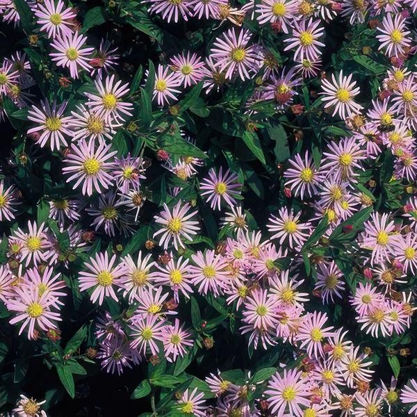Aster ageratoides 'Asran' - ↕10-25cm - Ø9cm