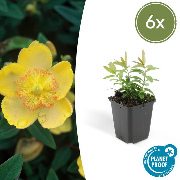 Hypericum calycinum - ↕10-25cm - Ø9cm