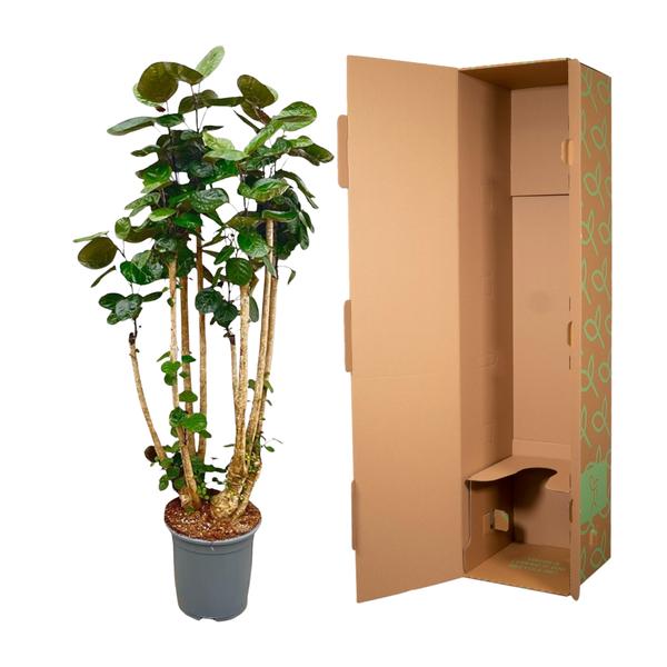 Polysicas Fabian XXL - 160 cm - ⌀30