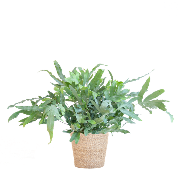 Phlebodium Aureum 'Blue Star' met Mand - 40cm - Ø17