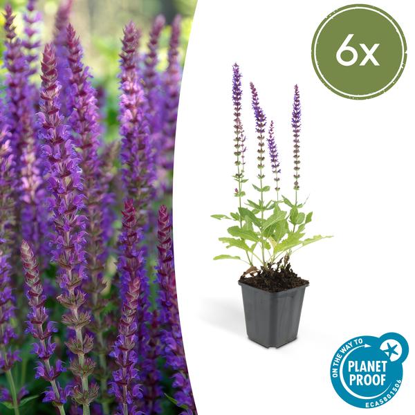 Salvia nem. 'Ostfriesland' - ↕10-25cm - Ø9cm