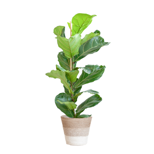 Ficus Lyrata met Mand - 80cm - Ø21