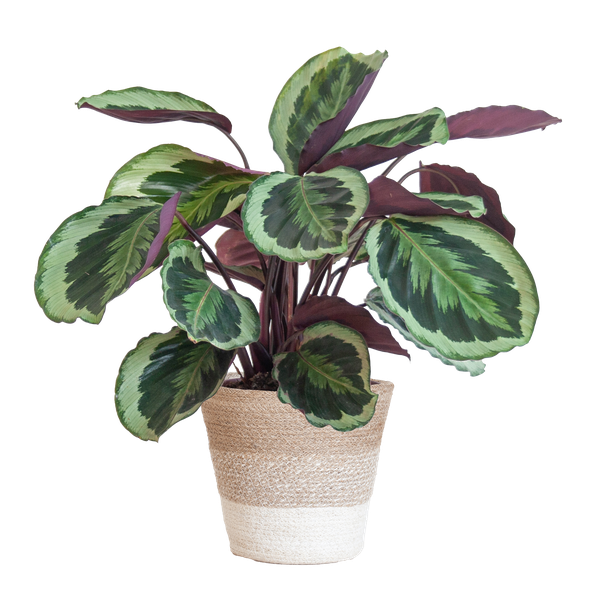 Calathea Medaillon met pot/mand