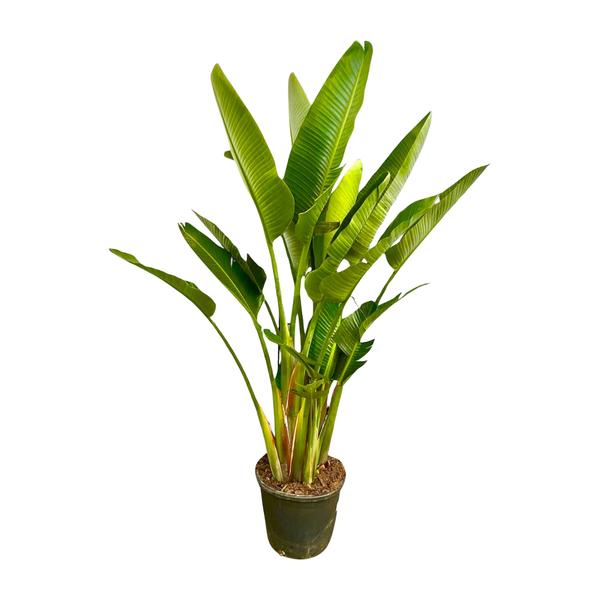 Strelitzia Augusta multi stam XXL