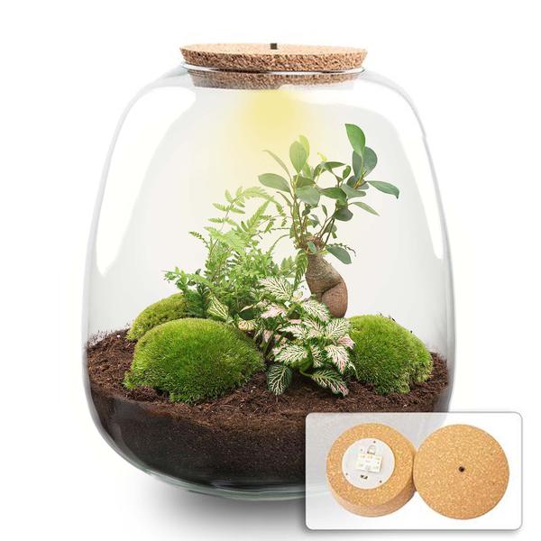 Plant terrarium - Emma - DIY kit - ↑ 25 cm - Ø 23 cm - Hedera Red + LED