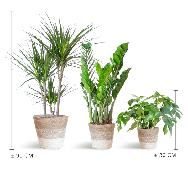 Schaduw Plantenbox - medium