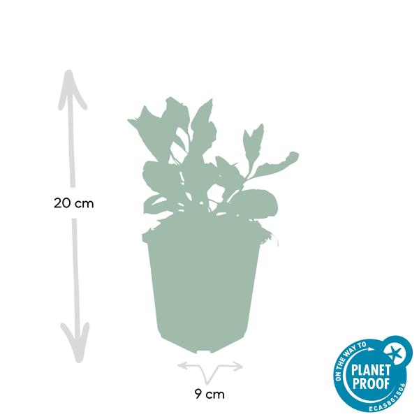 Aster ageratoides 'Asran' - ↕10-25cm - Ø9cm