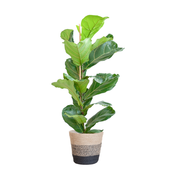 Ficus Lyrata met Mand - 80cm - Ø21