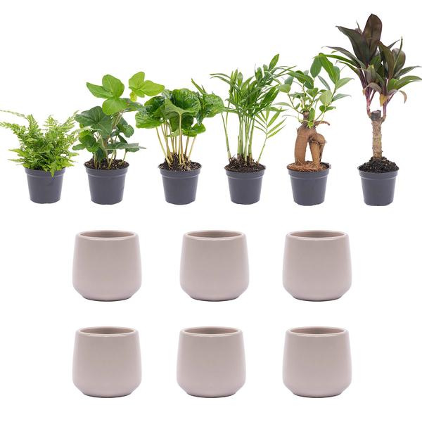 Mini planten set 6 - Inclusief 6x pot
