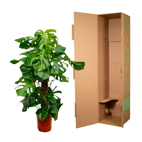 Monstera Deliciosa XXL