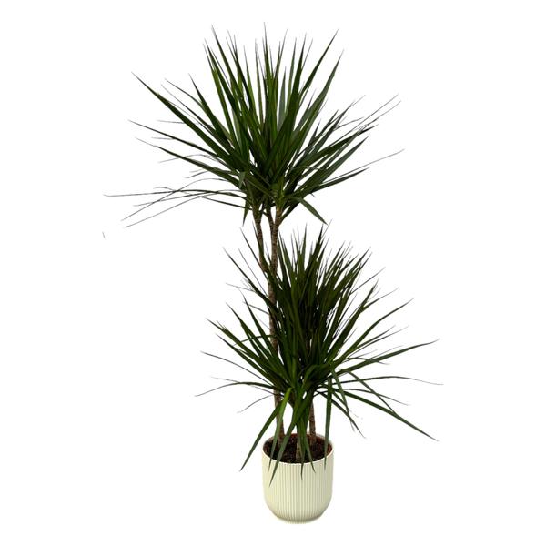 Dracaena Marginata - ↨120cm - Ø21cm inclusief elho Greenville Round groen D24xH23
