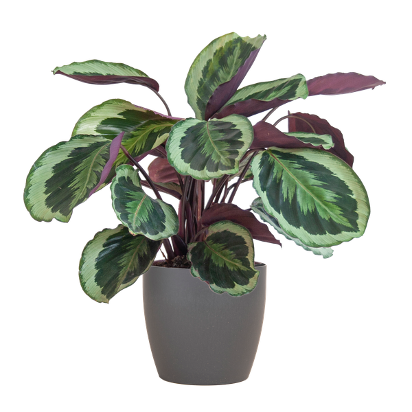Calathea Medaillon met pot/mand