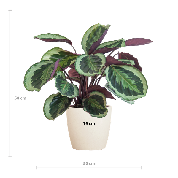 Calathea Medaillon met pot/mand