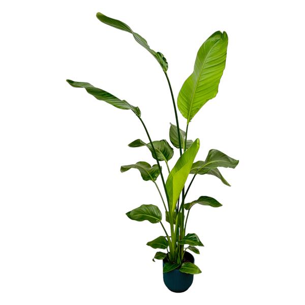 Strelitzia Nicolai inclusief elho Vibes Fold Round blauw - 100cm - 130cm - Ø18