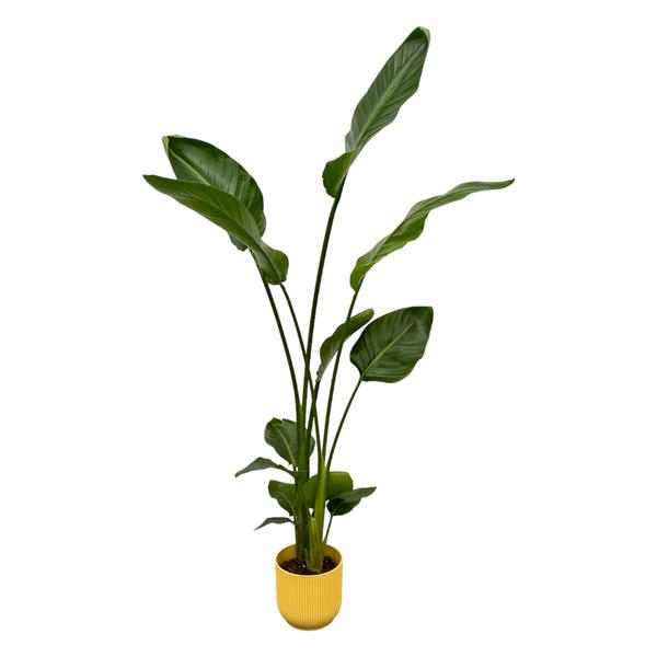 Strelitzia Nicolai inclusief elho Vibes Fold Round blauw - 100cm - 130cm - Ø18