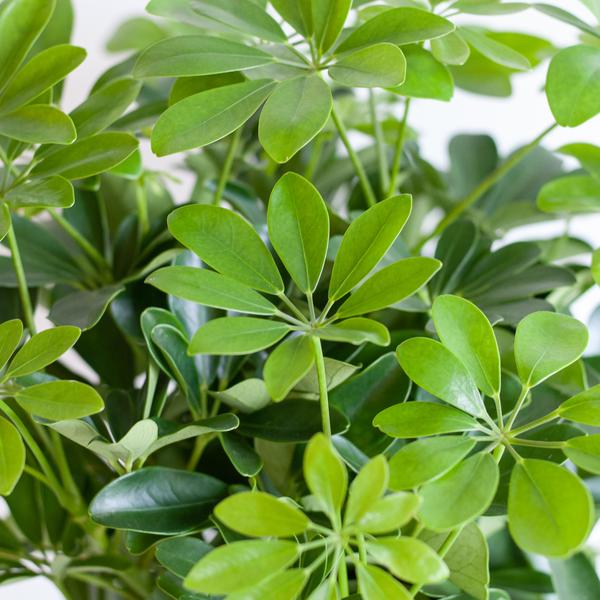 Schefflera Arab Nora met pot/mand - 70cm - Ø21