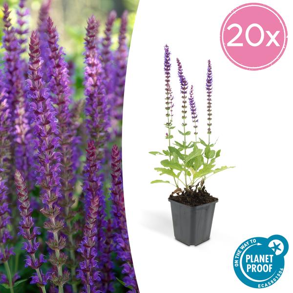 Salvia nem. 'Ostfriesland' - ↕10-25cm - Ø9cm