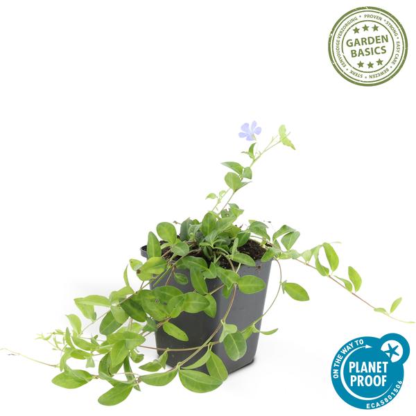 Vinca minor - ↕10-25cm - Ø9cm